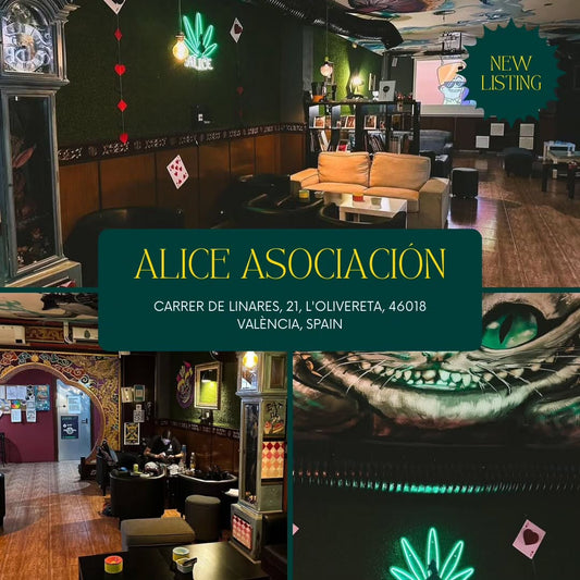 Alice Asociación – Valencia’s Premier Private Social Club